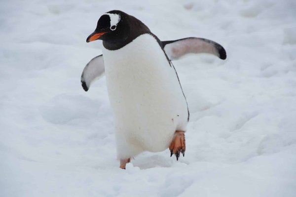 Comment préparer une expédition pour observer les pingouins en Antarctique ?